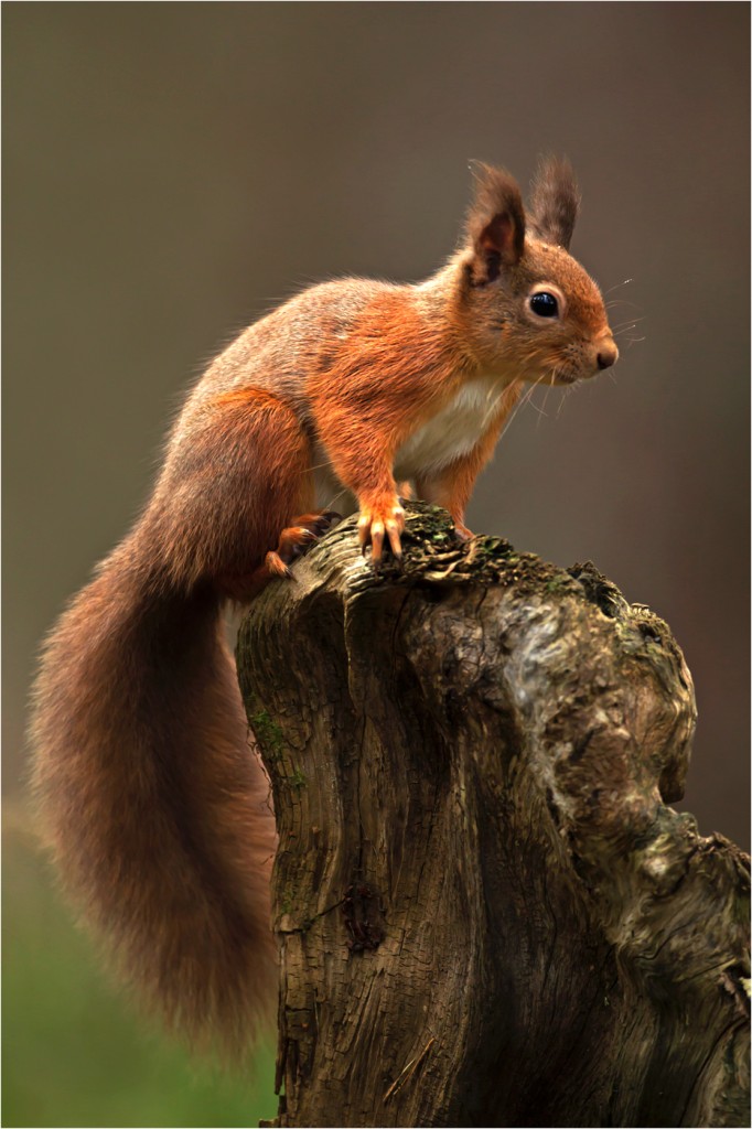 'Red Squirrel' by Mike Cruise