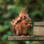 Red Squirrel - on feeder