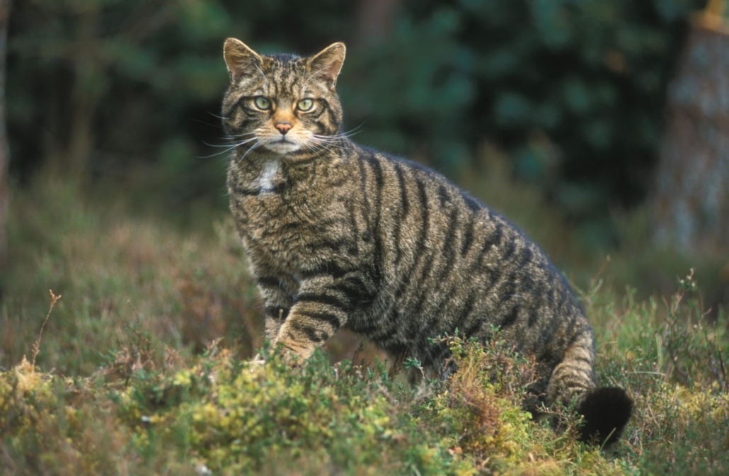 Paisley Natural History talk on the Scottish Wildcat