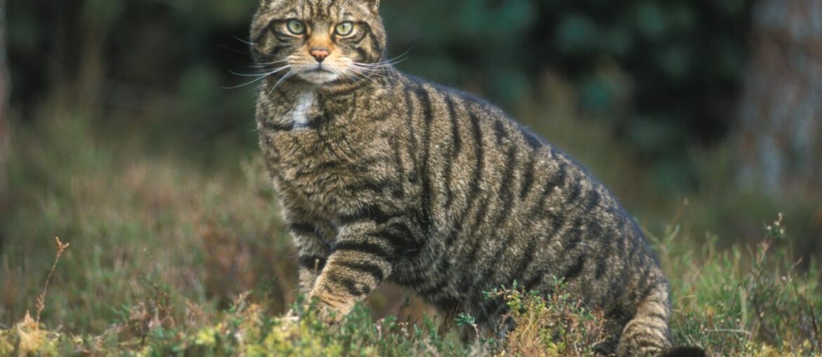 scottish-wildcat