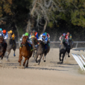 Upcoming Horse Races Every Bettor Should Not Miss