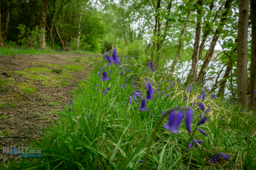 Stanley Reservoir Woodlands Get Massive Cleanout Paisley Scotland