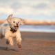 Miniature poodle dog playing fetch on beach jumping in mid air f