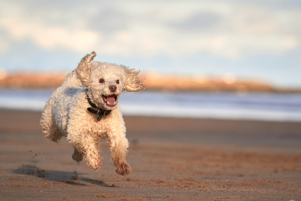 Miniature poodle dog playing fetch on beach jumping in mid air f