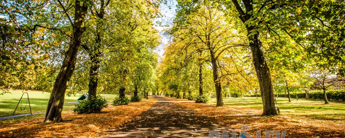 A sunlit park path lined with tall trees, their leaves turning shades of yellow and orange. The ground is covered with fallen leaves, and green grass is visible on both sides of the path.