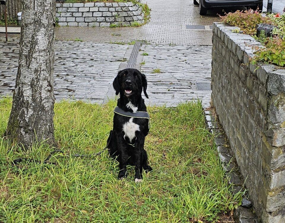 Boo the Detection Dog 2