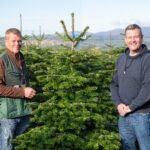 Two men stand smiling on either side of a lush green Christmas tree in a tree farm, surrounded by rows of similar trees under a clear sky.