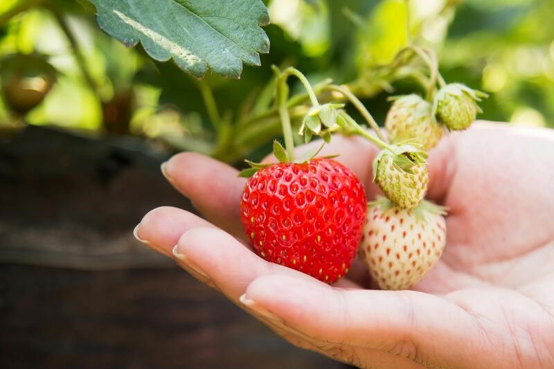 A hand gently holds a ripe red strawberry alongside two unripe, white strawberries, with green leaves and stems visible in the background.